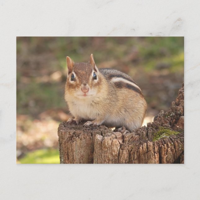 Postal Chipmunk adorable embarazada (Anverso)