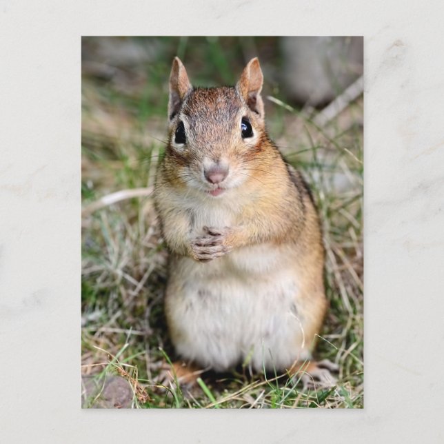 Postal Chipmunk amable y amable (Anverso)