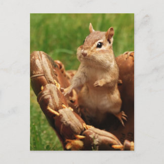 Postal Chipmunk amante del béisbol