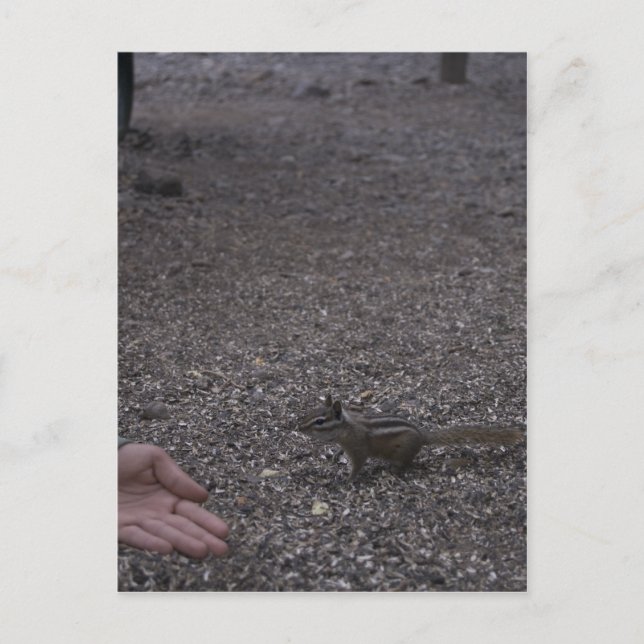 Postal chipmunk amigable (Anverso)