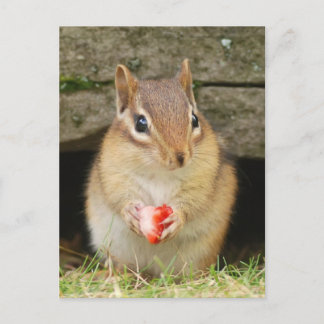 Postal chipmunk bebé con fresa