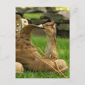 Postal Chipmunk bebé curioso