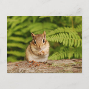 Postal chipmunk bebé dulce