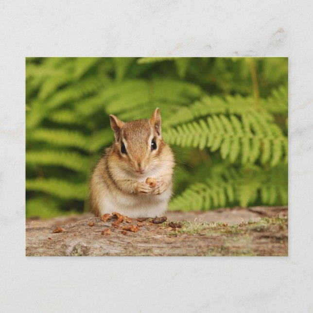 Postal chipmunk bebé dulce (Anverso)