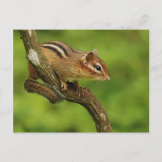 Postal Chipmunk bebé en un árbol