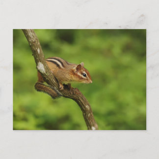 Postal Chipmunk bebé en un árbol