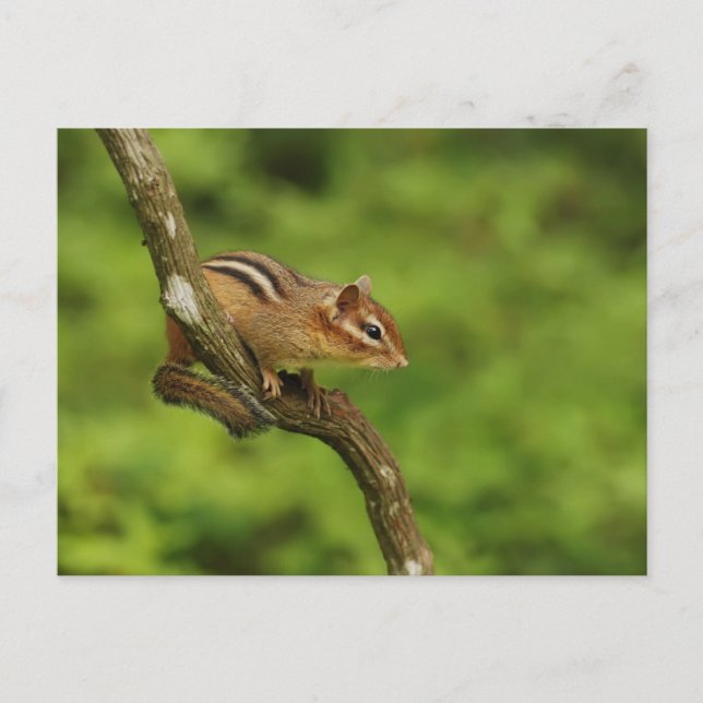 Postal Chipmunk bebé en un árbol (Anverso)