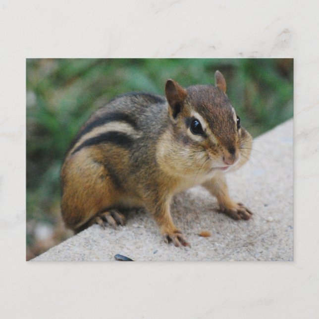 Postal Chipmunk Cheeks (Anverso)