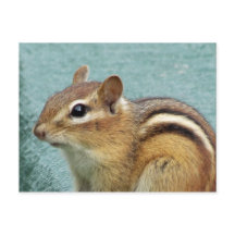 Chipmunk Close