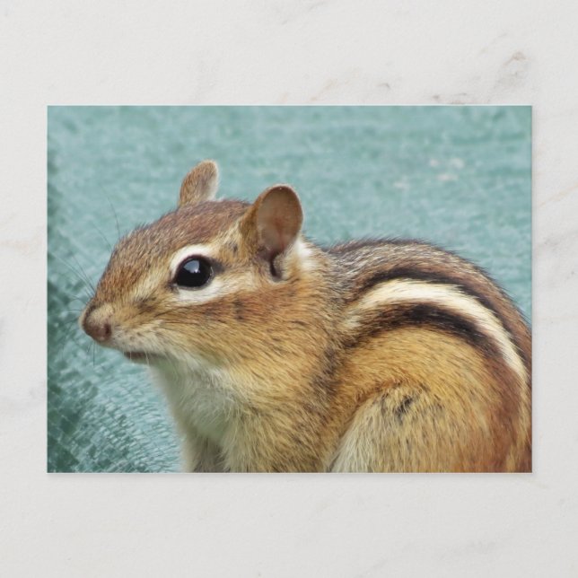 Postal Chipmunk Close (Anverso)