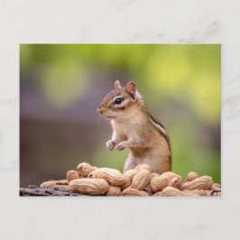 Postal Chipmunk con cacahuetes