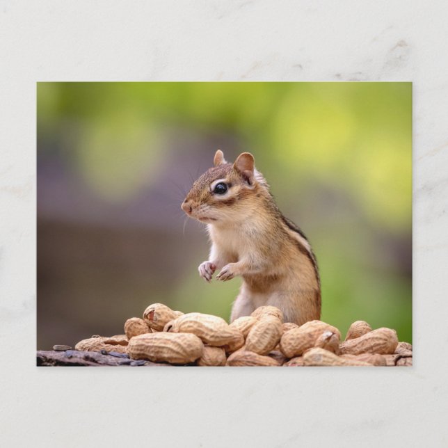 Postal Chipmunk con cacahuetes (Anverso)