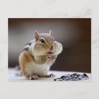 Postal Chipmunk con las mejillas foto completa