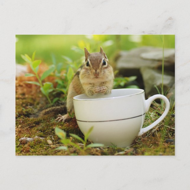 Postal Chipmunk con té (Anverso)