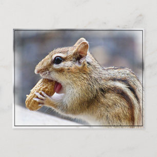 Postal Chipmunk con un maní