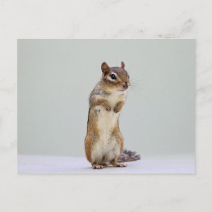 Postal Chipmunk de pie
