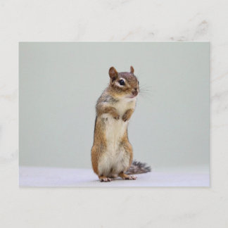 Postal Chipmunk de pie