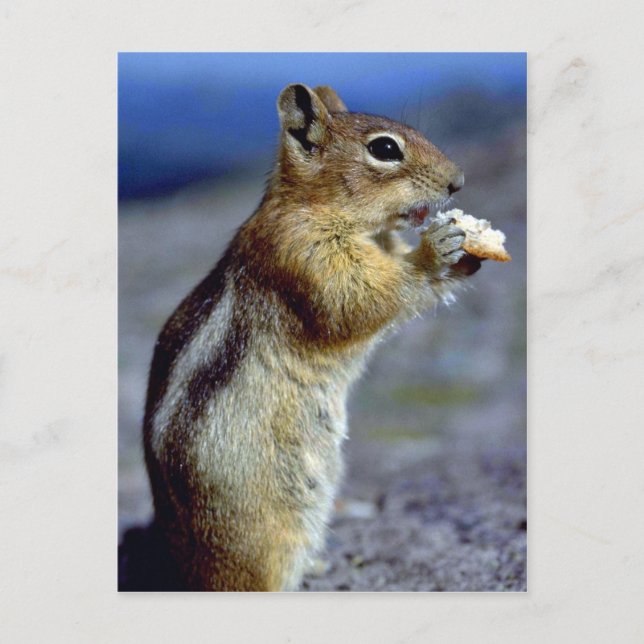 Postal Chipmunk De Pie Y Comer, Perfil (Anverso)