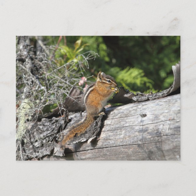 Postal Chipmunk en el bosque (Anverso)