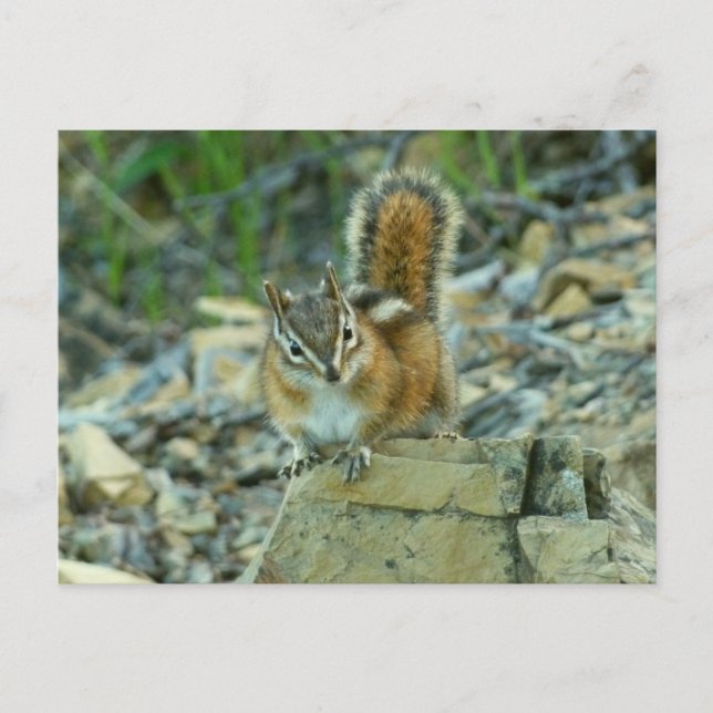 Postal Chipmunk en el Parque Nacional Glaciar (Anverso)