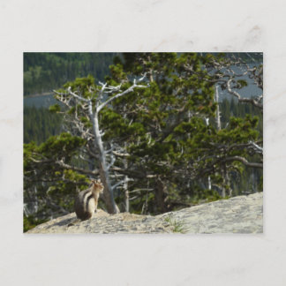 Postal Chipmunk en la vista gorda de dos lagos de medicin