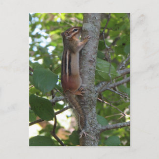 Postal Chipmunk en los bosques
