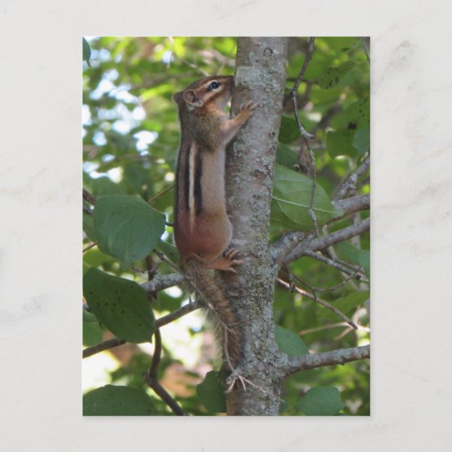 Postal Chipmunk en los bosques (Anverso)