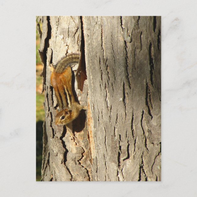 Postal Chipmunk en otoño (Anverso)