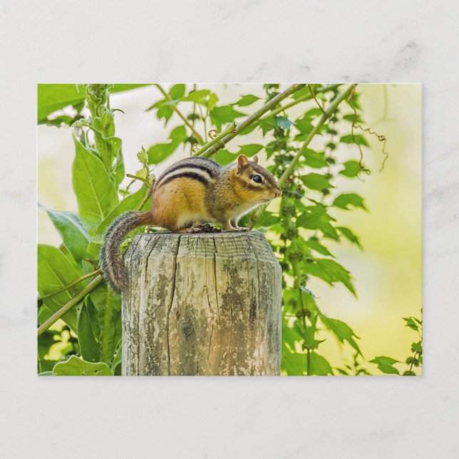 Postal Chipmunk en un post sobre la cerca (Anverso)