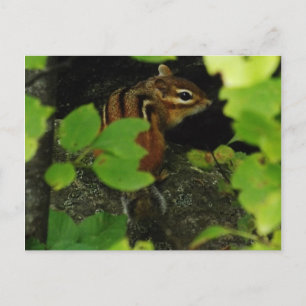Postal Chipmunk en Warren Vermont