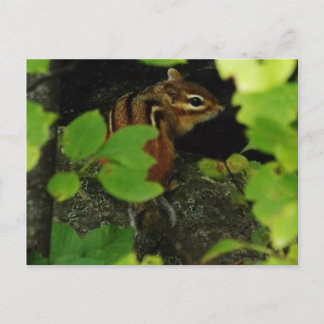 Postal Chipmunk en Warren Vermont
