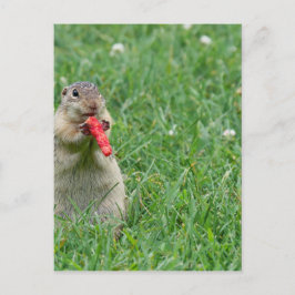 Postal Chipmunk.JPG