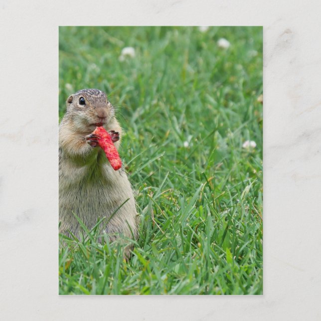 Postal Chipmunk.JPG (Anverso)