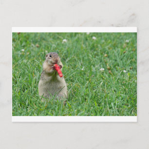 Postal Chipmunk.JPG