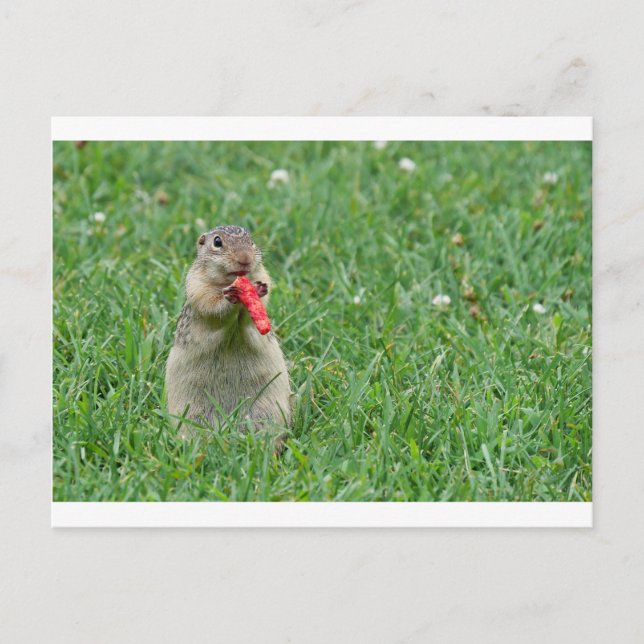 Postal Chipmunk.JPG (Anverso)
