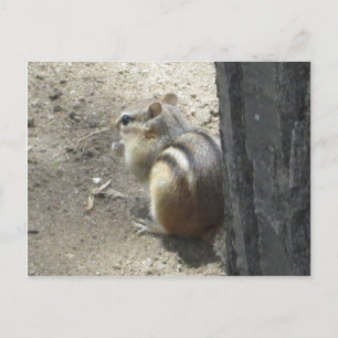 Postal Chipmunk Midland Ontario
