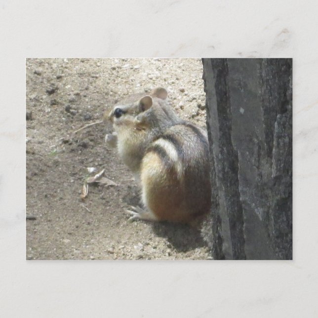 Postal Chipmunk Midland Ontario (Anverso)