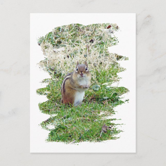 Postal Chipmunk oriental (Anverso)
