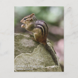 Postal Chipmunk oriental