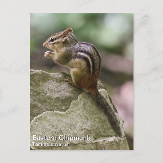 Postal Chipmunk oriental (Anverso)
