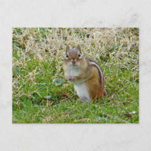 Postal Chipmunk oriental