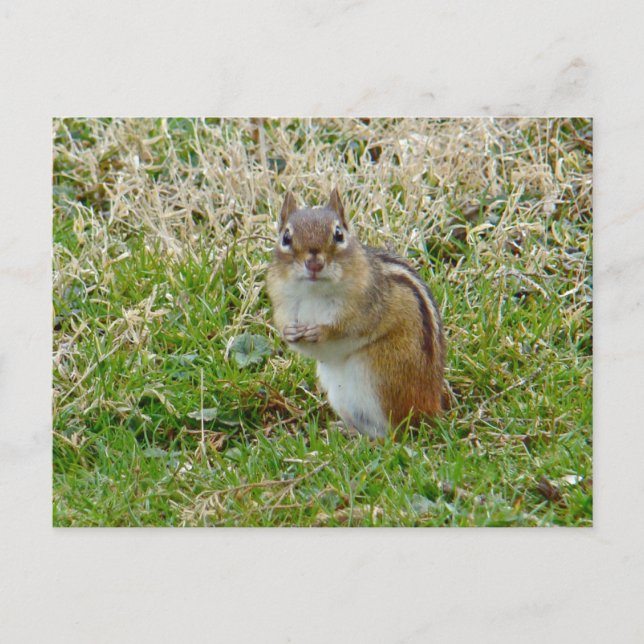 Postal Chipmunk oriental (Anverso)