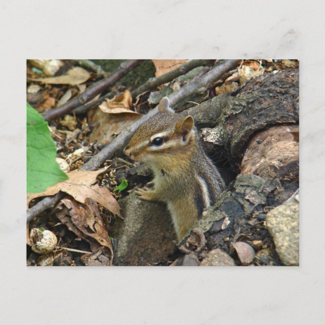 Postal Chipmunk oriental - Tamias striatus (Anverso)