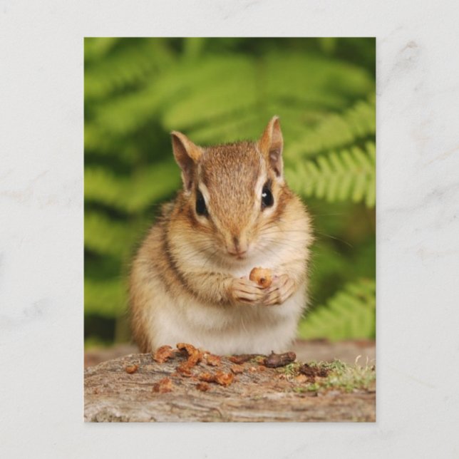 Postal Chipmunk para bebé dulce (Anverso)