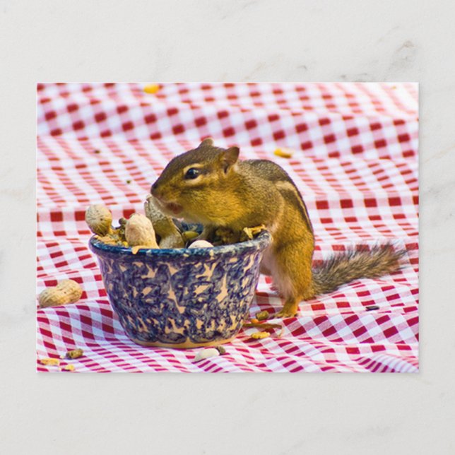 Postal Chipmunk Picnic (Anverso)