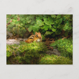 Postal Chipmunk - Qué lindo