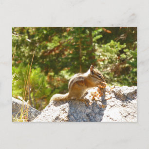 Postal Chipmunk Rocky Mountain