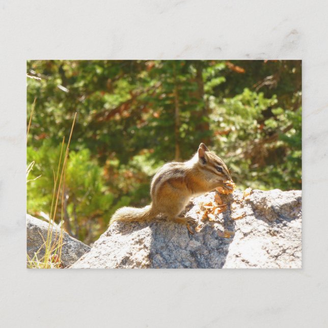 Postal Chipmunk Rocky Mountain (Anverso)