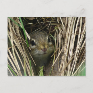 Postal Chipmunk sonriente