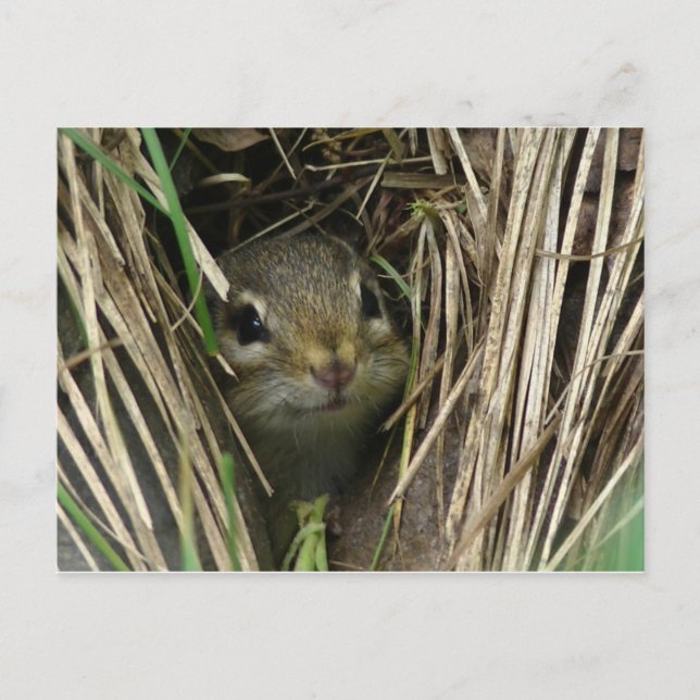 Postal Chipmunk sonriente (Anverso)